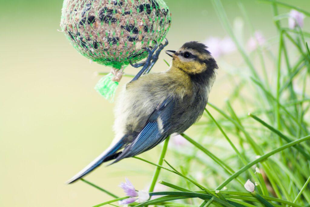 Ein Vogel frisst von einem Meisenknödel