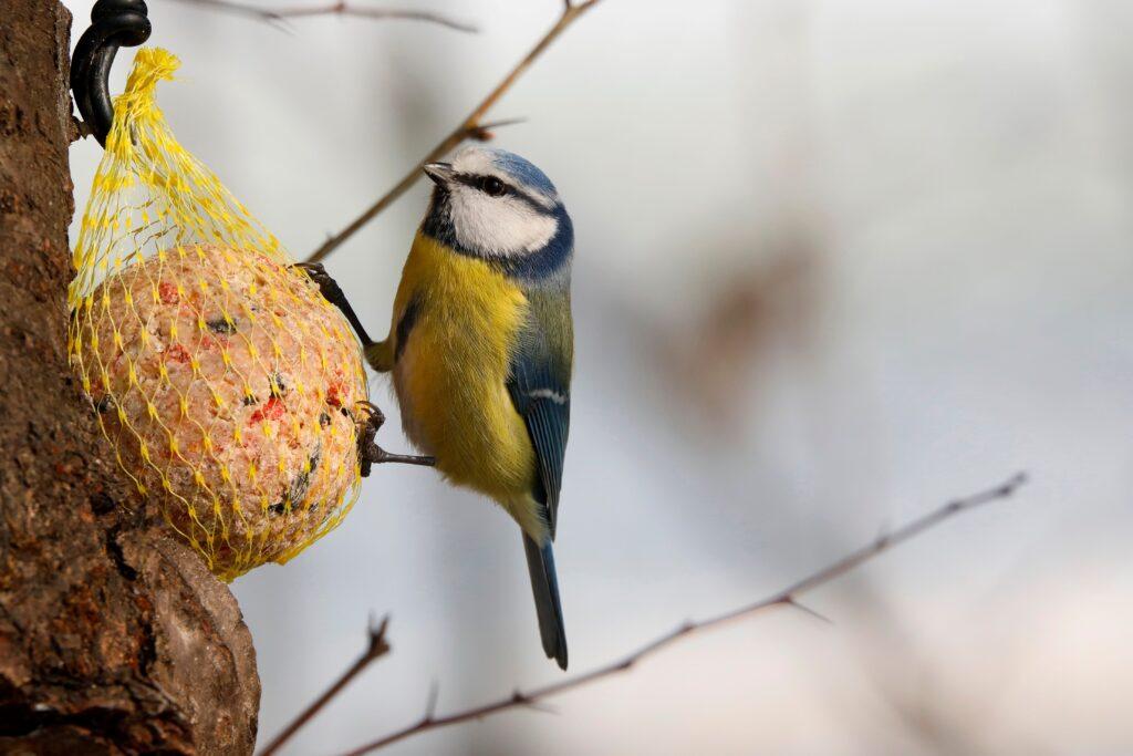 Ein Vogel hält sich an einem Meisenknödel fest